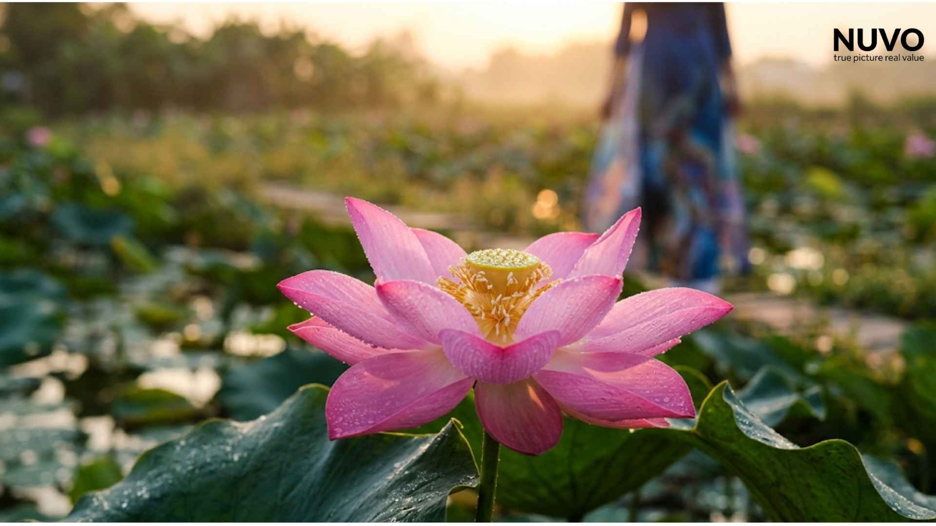 bi-quyet-chup-anh-ao-dai-voi-hoa-sen-dep-me-hon-nuvostudio